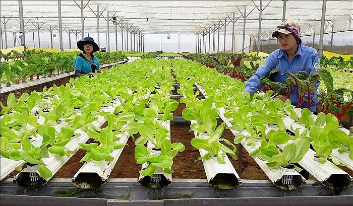 TP.HCM: Đầu tư nông nghiệp hữu cơ, công nghệ cao được hỗ trợ 100% lãi suất vay vốn