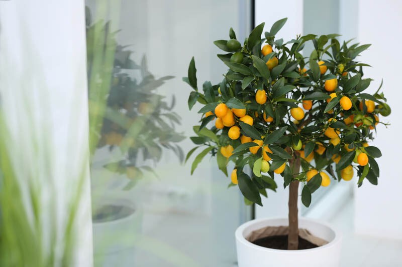 Loại cây nhỏ bé, trĩu quả - biểu tượng sung túc, vị thuốc quý trong vườn nhà