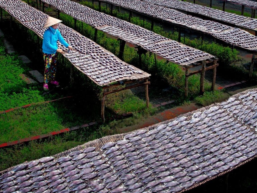 Làng nghề khô cá bổi Cà Mau – giữ nghề truyền thống, tạo sinh kế bền vững