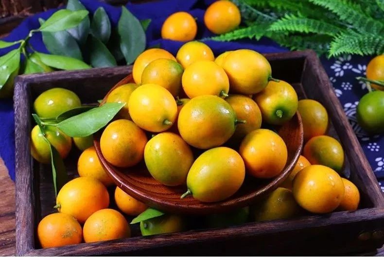 Loại cây nhỏ bé, trĩu quả - biểu tượng sung túc, vị thuốc quý trong vườn nhà
