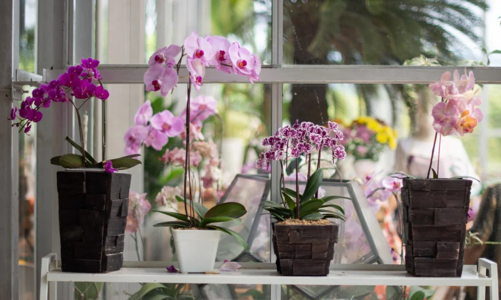 Cây lan hồ điệp: Cách trồng và ý nghĩa phong thủy