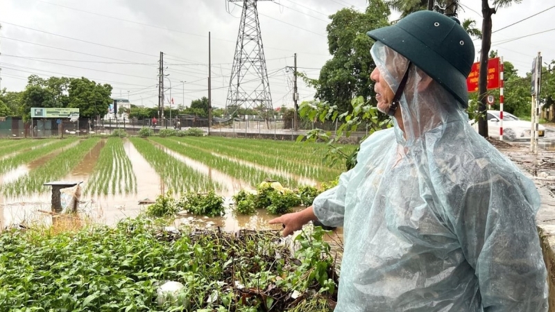 Hà Nội: Rau hoa ngập úng kéo dài, nông dân lo mất trắng vụ Tết