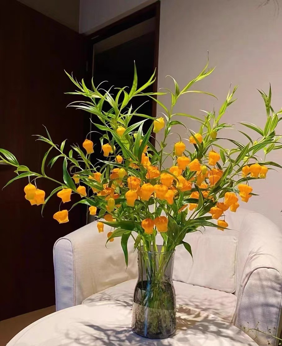 Hoa đèn lồng – Loài hoa phong thủy mang năng lượng tích cực và may mắn