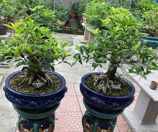 Hiếm có loài cây hợp cả 5 mệnh, trồng một gốc, phúc lộc ba đời Hiếm có loài cây hợp cả 5 mệnh, trồng một gốc, phúc lộc ba đời