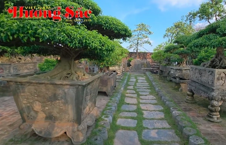 Bất ngờ khi tới thăm vườn cây cổ và đá cổ của nghệ nhân Chử Minh Nghiệp ở xã Văn Giang, tỉnh Hưng Yên