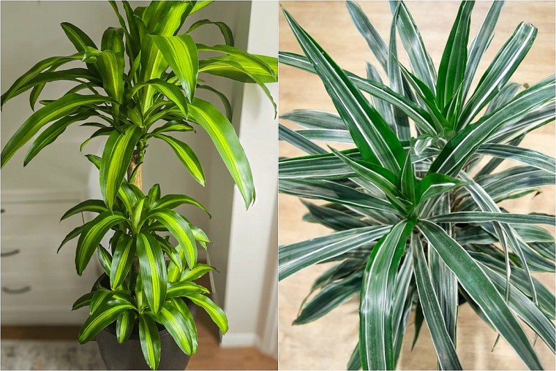 Cây phát tài: Cách trồng và ý nghĩa phong thủy