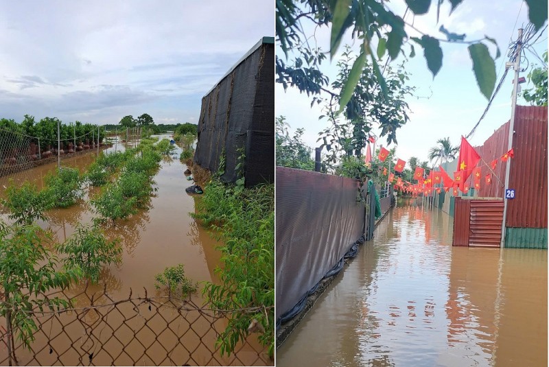 Nhật Tân, Tứ Liên ngập sâu – hàng nghìn gốc đào, quất đứng trước nguy cơ mất trắng