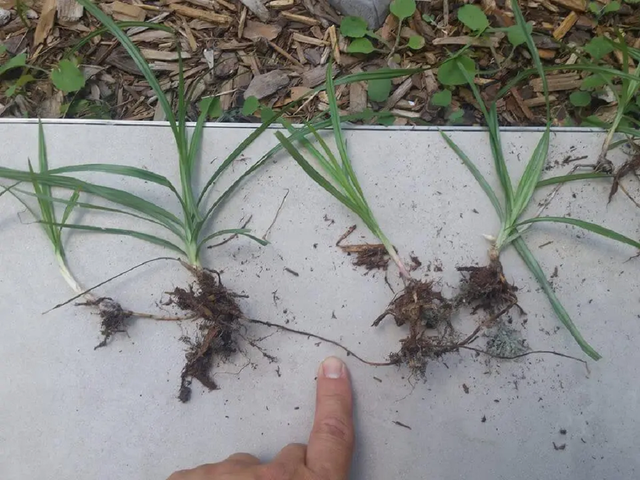 Cây “kẻ thù nhà nông” mọc um tùm ngoài bờ ruộng, nay được bán 350.000 đồng/kg