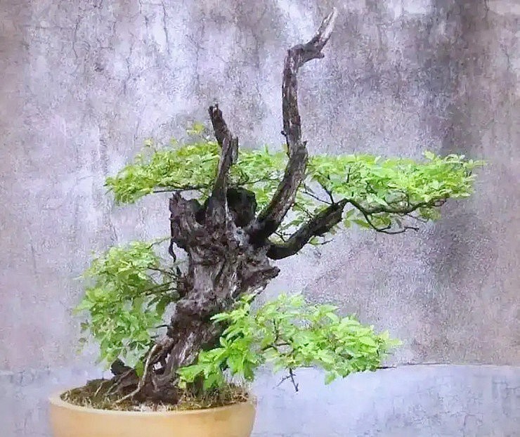 Loại cây mọc dại trong rừng hóa ra là “mỏ vàng” dược liệu: Cây hoàng kinh mở hướng làm giàu