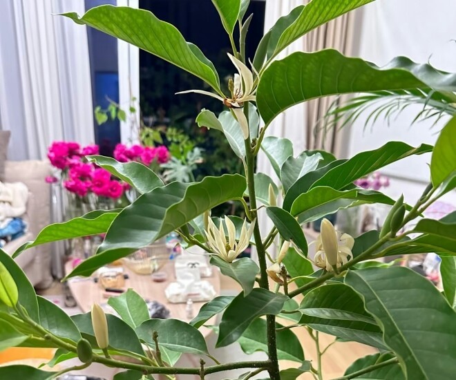 “Vua hương thơm” – Trồng một chậu ở ban công, thơm ngát cả nhà, mang may mắn và tài lộc đủ đầy