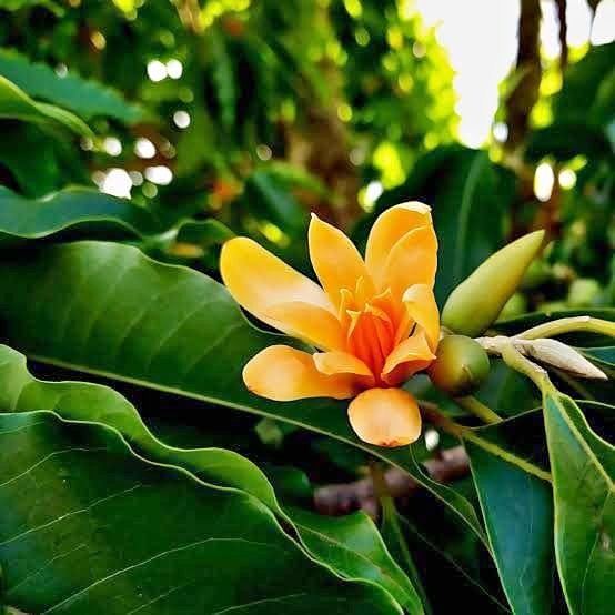 “Vua hương thơm” – Trồng một chậu ở ban công, thơm ngát cả nhà, mang may mắn và tài lộc đủ đầy