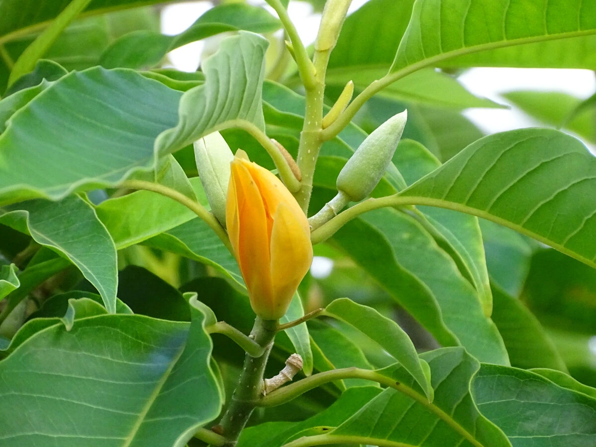 “Vua hương thơm” – Trồng một chậu ở ban công, thơm ngát cả nhà, mang may mắn và tài lộc đủ đầy