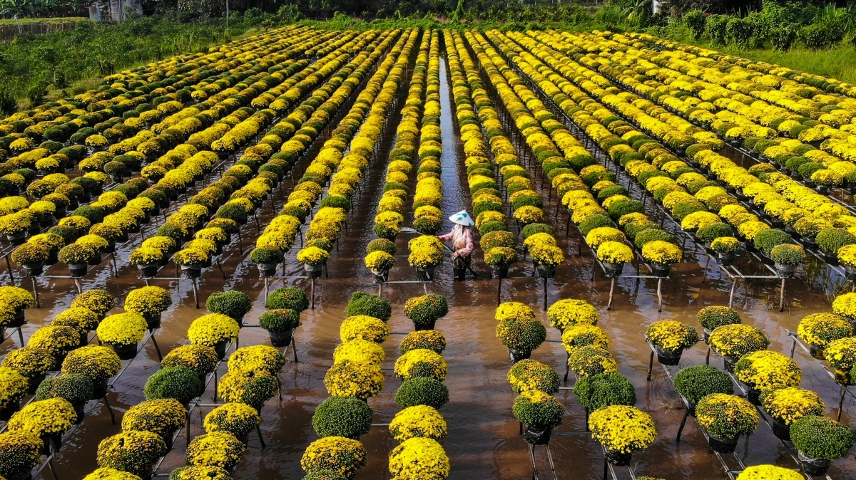 Đồng Tháp phát triển nông nghiệp theo hướng sinh thái, hiện đại: Từ lúa gạo, sen đến hoa kiểng và cây ăn trái