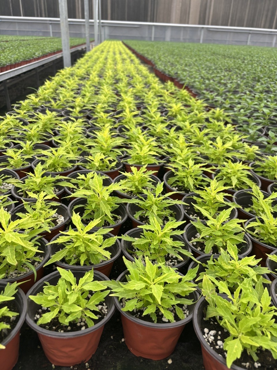 Đẩy mạnh chuyển đổi số trong khuyến nông: Nâng cao giá trị, kết nối chuỗi sản xuất nông nghiệp