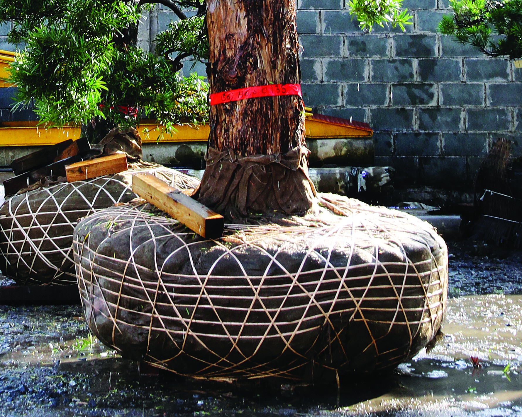 Nguyên tắc: Bứng và trồng cây lớn