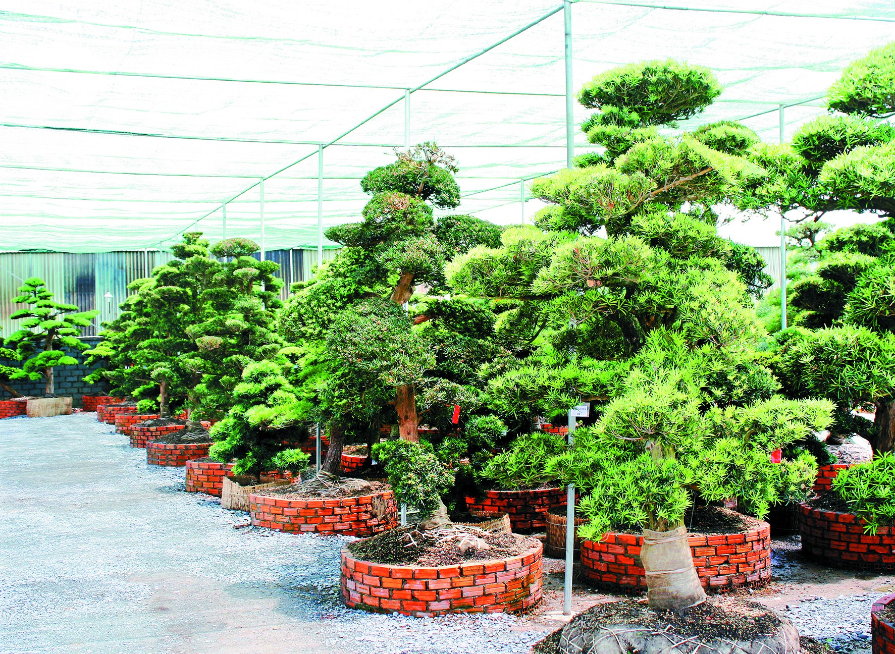 Nguyên tắc: Bứng và trồng cây lớn