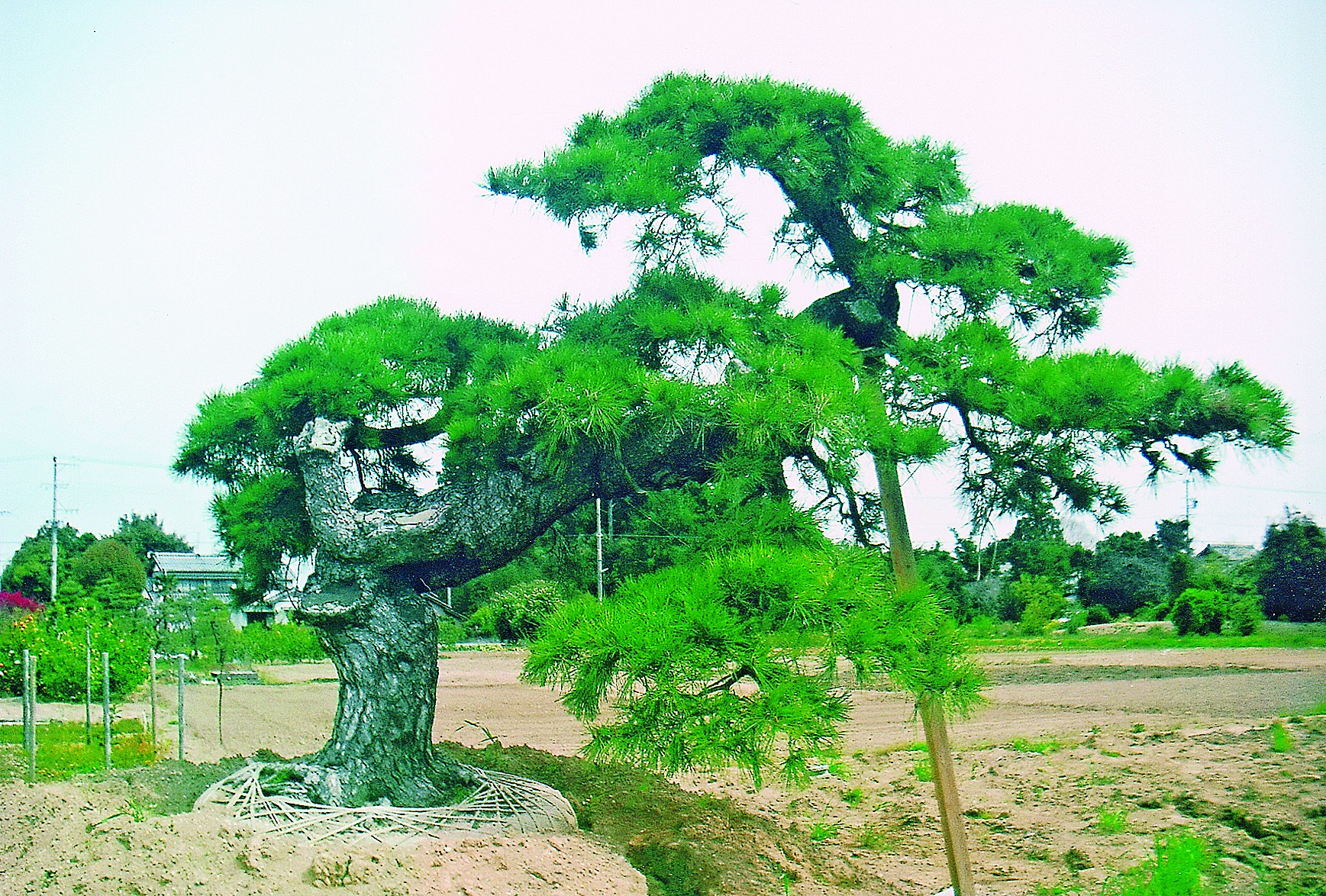 Nguyên tắc: Bứng và trồng cây lớn
