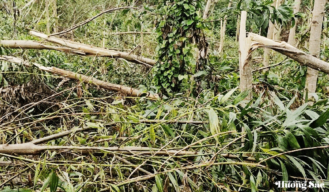 Hàng chục ngàn hecta rừng trồng tan hoang sau bão, người dân điêu đứng