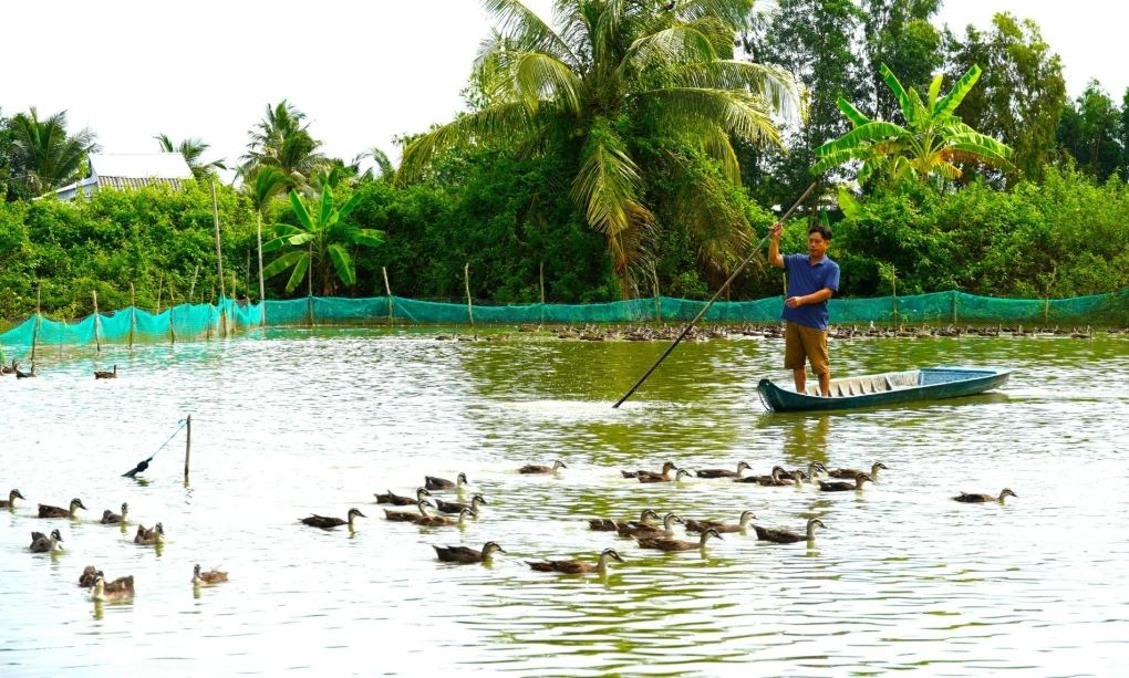 Nông dân miền Tây làm giàu từ mô hình nuôi vịt trời