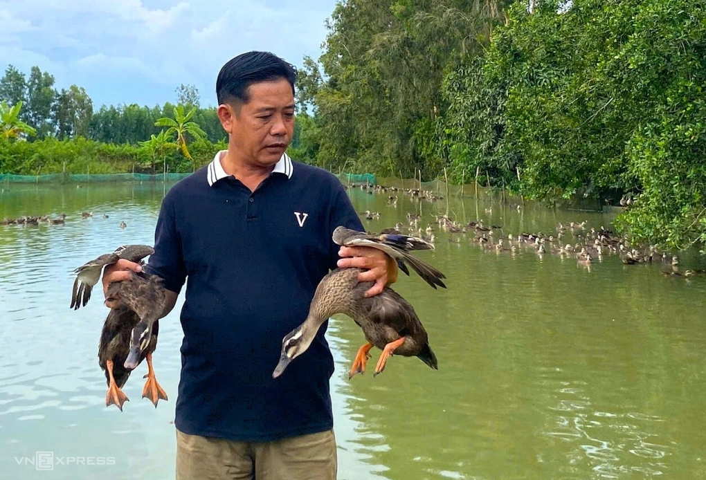 Nông dân miền Tây làm giàu từ mô hình nuôi vịt trời