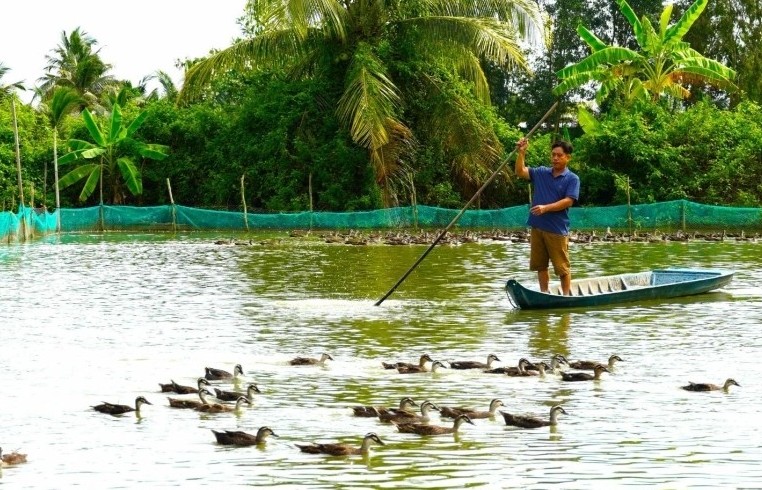 Nông dân miền Tây làm giàu từ mô hình nuôi vịt trời