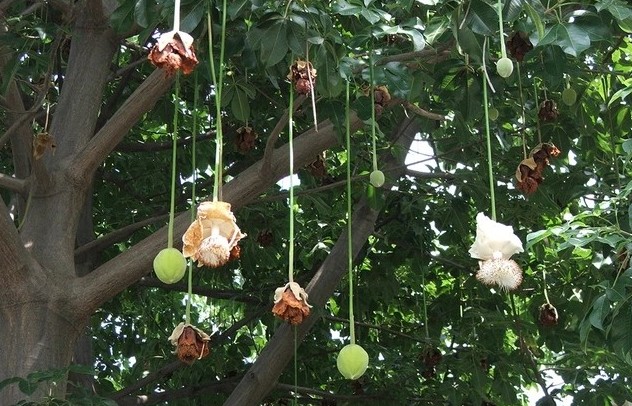 Cây bao báp và bàng vuông Trường Sa - dấu ấn lạ giữa lòng TP.HCM