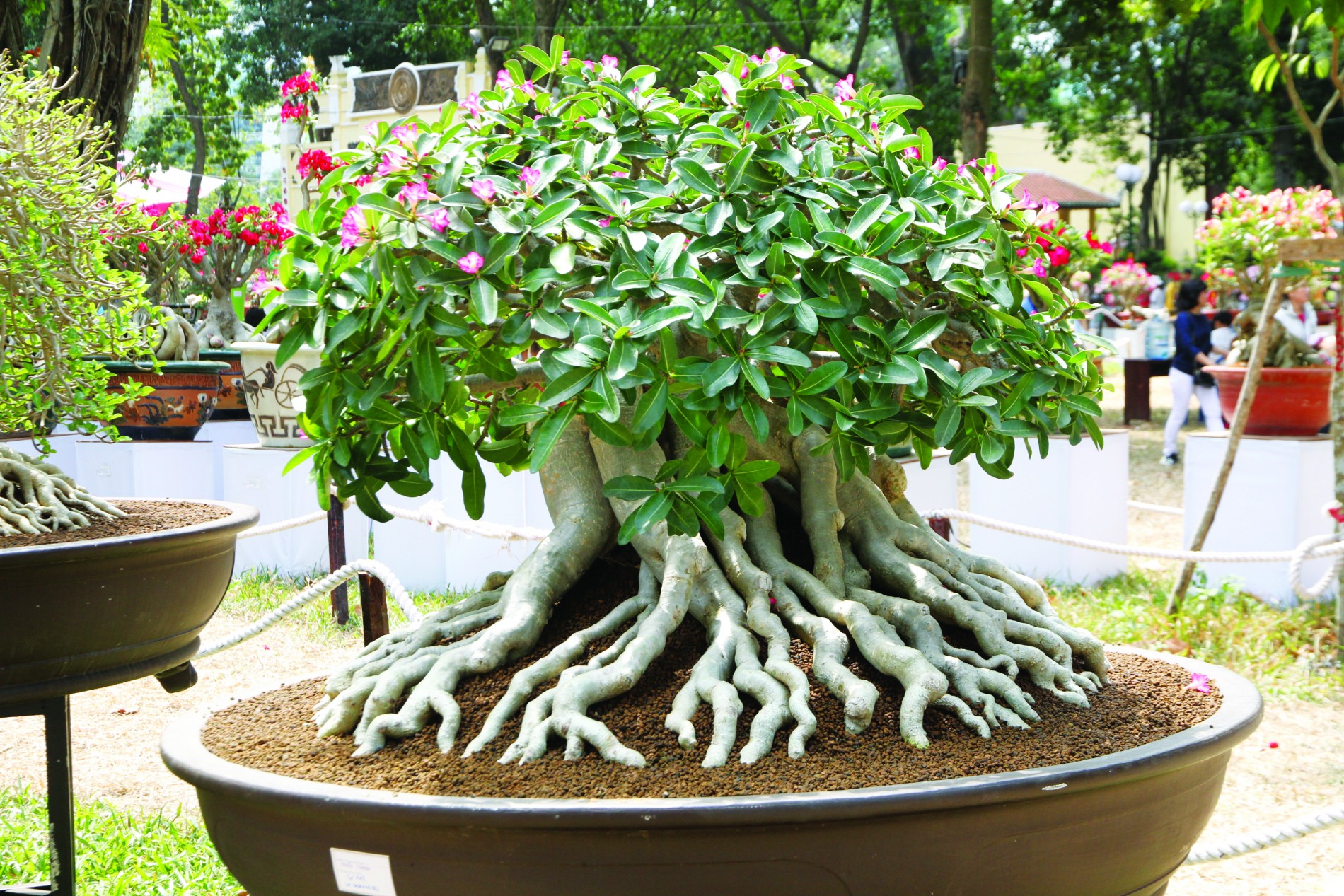 Kỹ thuật trồng sứ: đôn và sửa rễ