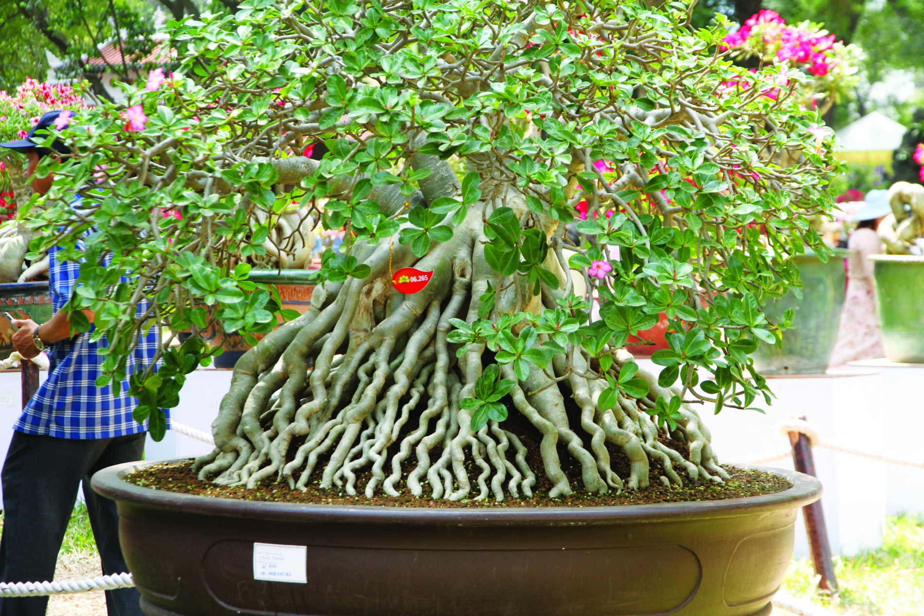 Kỹ thuật trồng sứ: đôn và sửa rễ