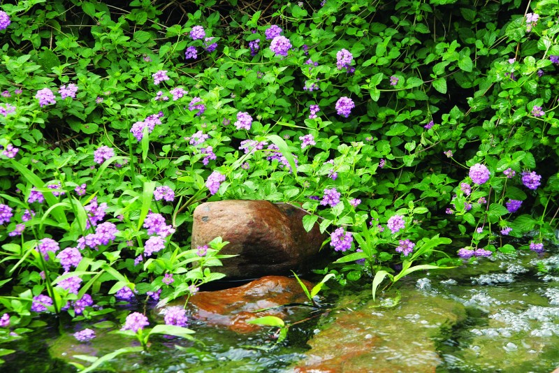 Lantana camara: Cây Bông ổi với vẻ đẹp rực rỡ, uyển chuyển, thích hợp trồng ban công