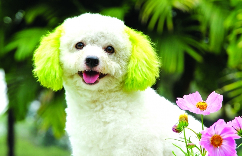 Poodle – một loài chó nhỏ xinh