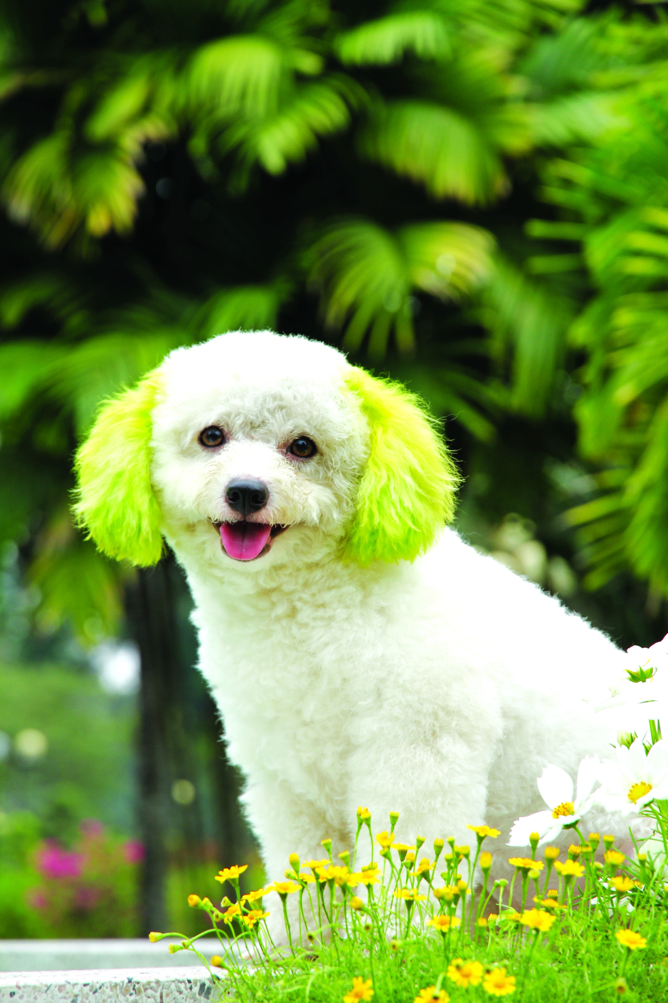 Poodle – một loài chó nhỏ xinh