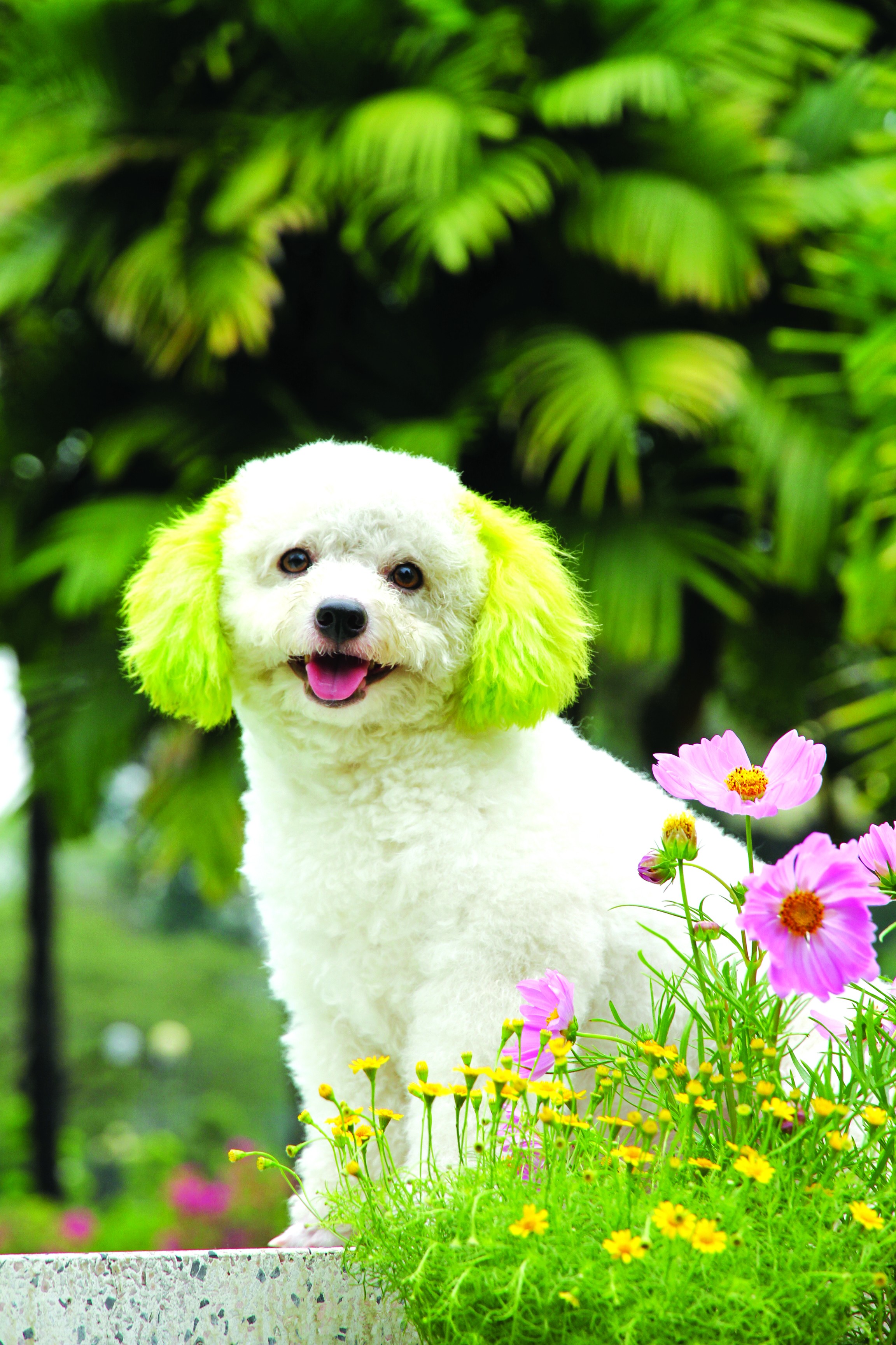Poodle – một loài chó nhỏ xinh