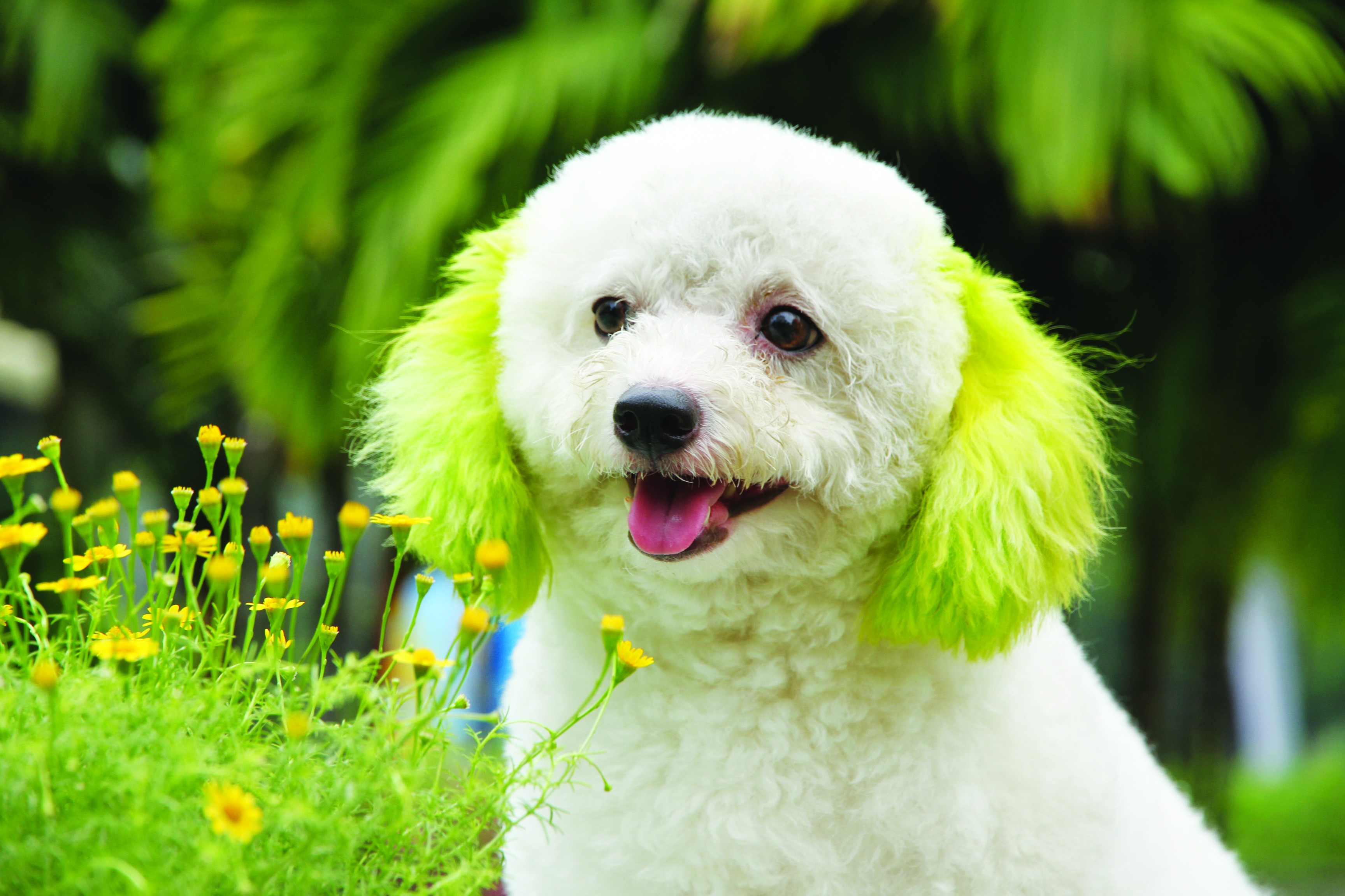 Poodle – một loài chó nhỏ xinh