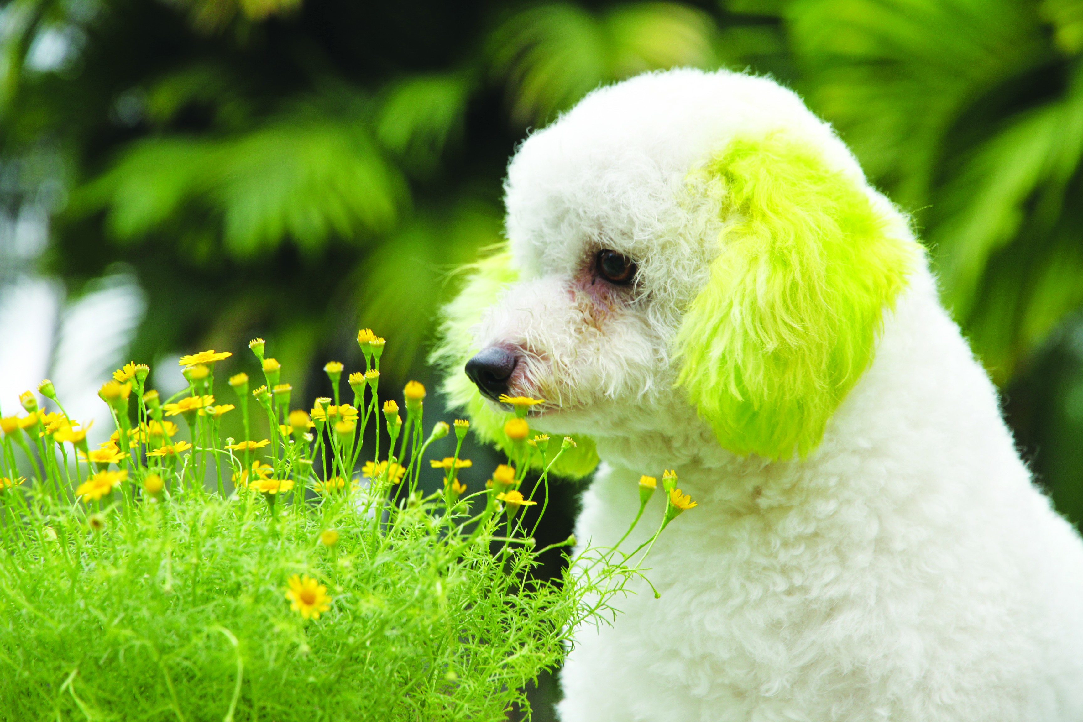 Poodle – một loài chó nhỏ xinh