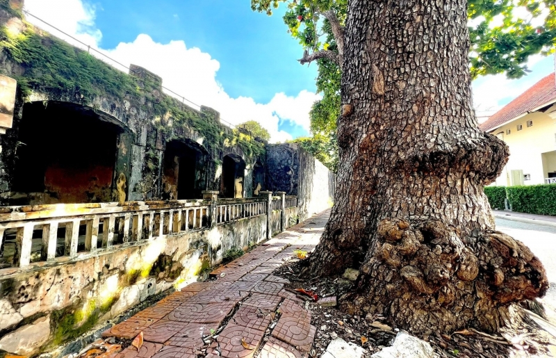 Sức sống bền bỉ của những cây cổ thụ trăm tuổi giữa Côn Đảo