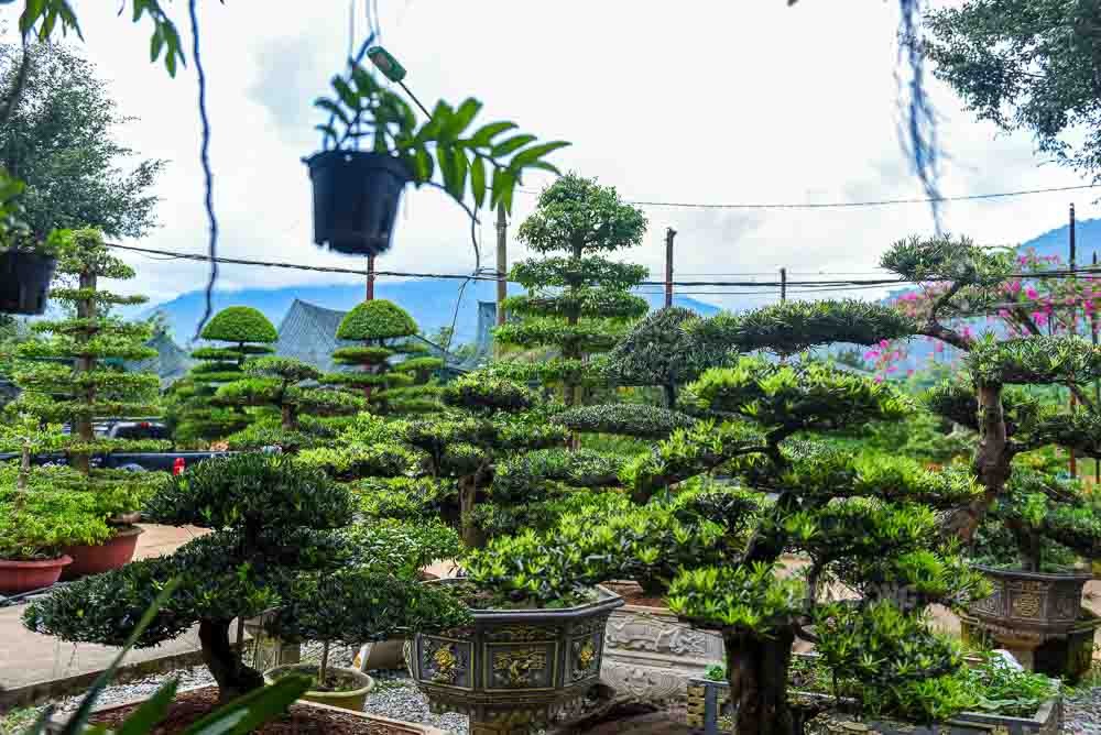 Làng hoa cây cảnh Mỹ Tân – Dấu ấn từ chuyển đổi mô hình nông nghiệp