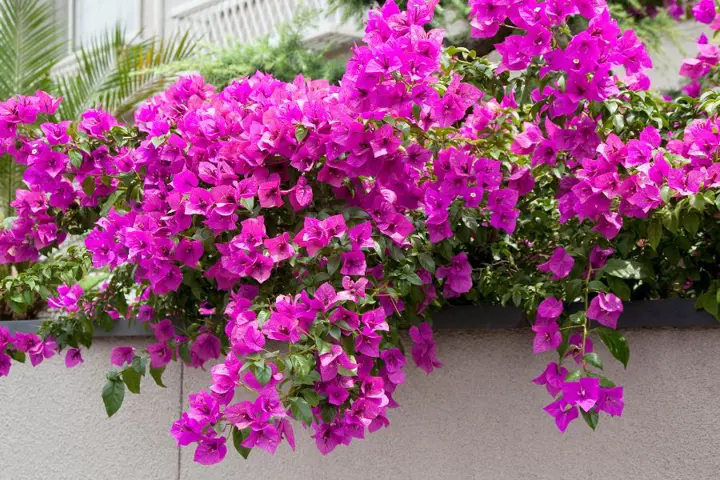Trồng loại cây cảnh phong thủy này trước cửa, gia chủ quanh năm bình an, tiền vào như nước
