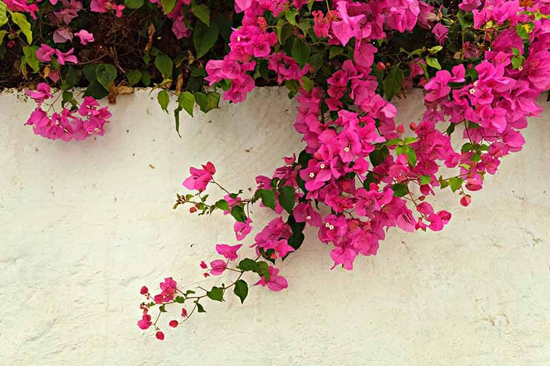 Trồng loại cây cảnh phong thủy này trước cửa, gia chủ quanh năm bình an, tiền vào như nước