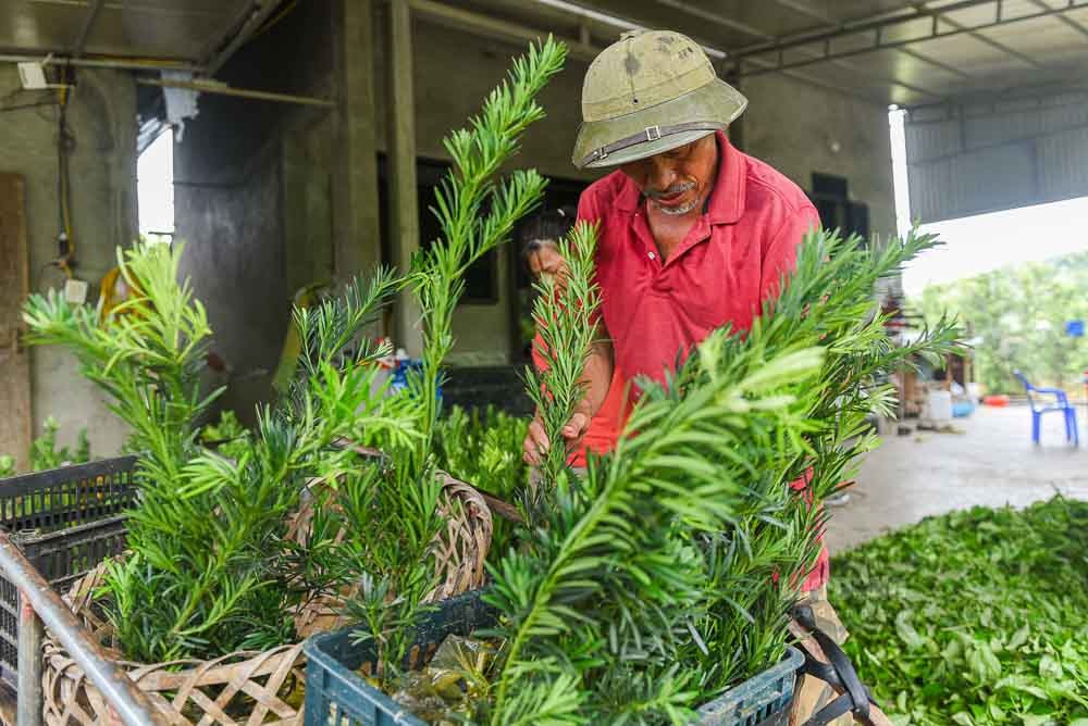 Làng hoa cây cảnh Mỹ Tân – Dấu ấn từ chuyển đổi mô hình nông nghiệp