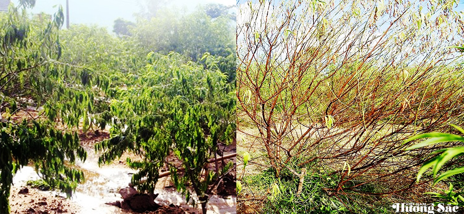 Đào cảnh Hà Tĩnh gãy đổ hàng loạt sau bão, nông dân nguy cơ mất mùa Tết