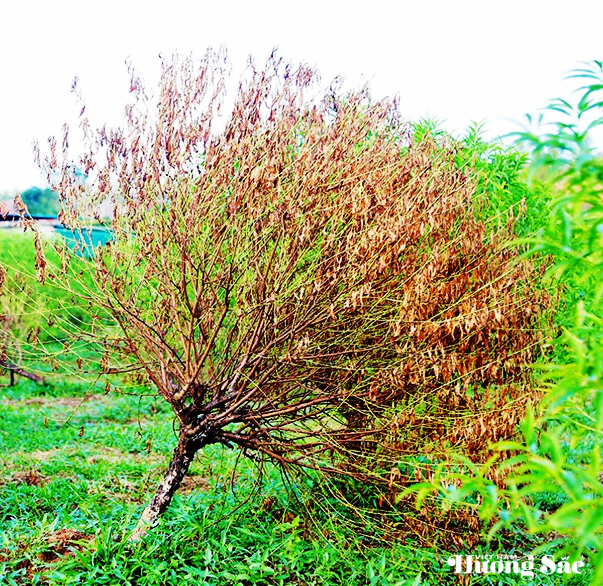 Đào cảnh Hà Tĩnh gãy đổ hàng loạt sau bão, nông dân nguy cơ mất mùa Tết