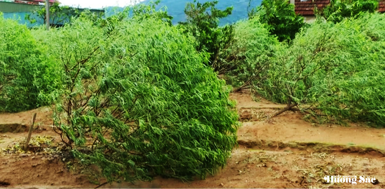 Đào cảnh Hà Tĩnh gãy đổ hàng loạt sau bão, nông dân nguy cơ mất mùa Tết