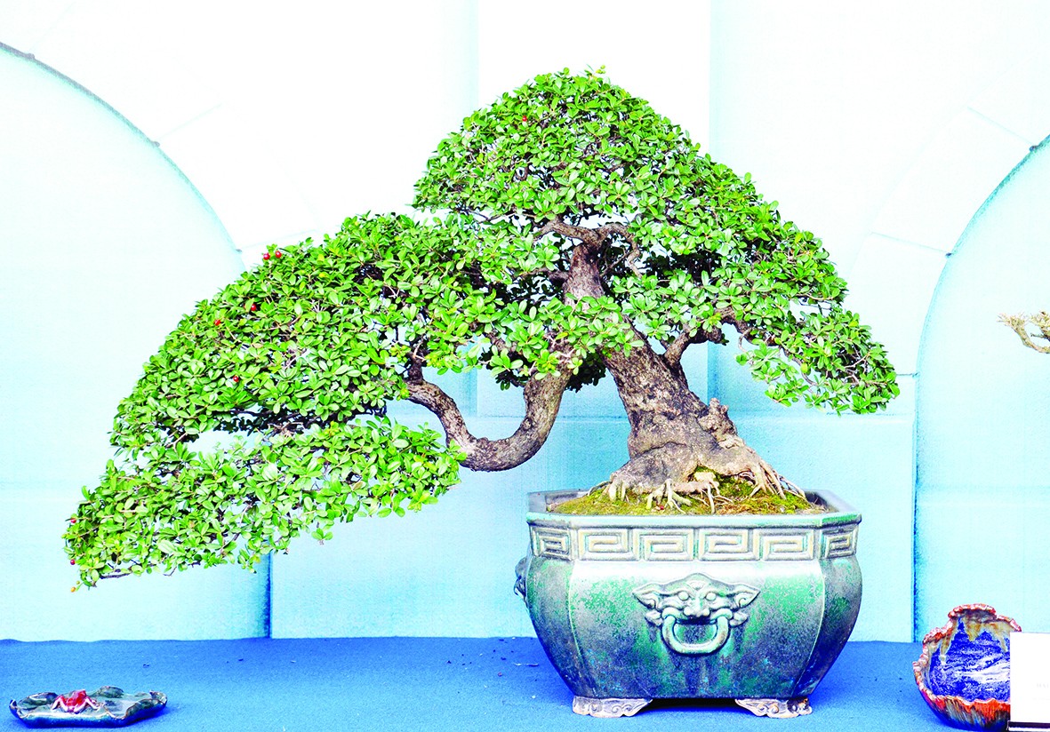 Hải châu: tài nguyên rừng vô giá