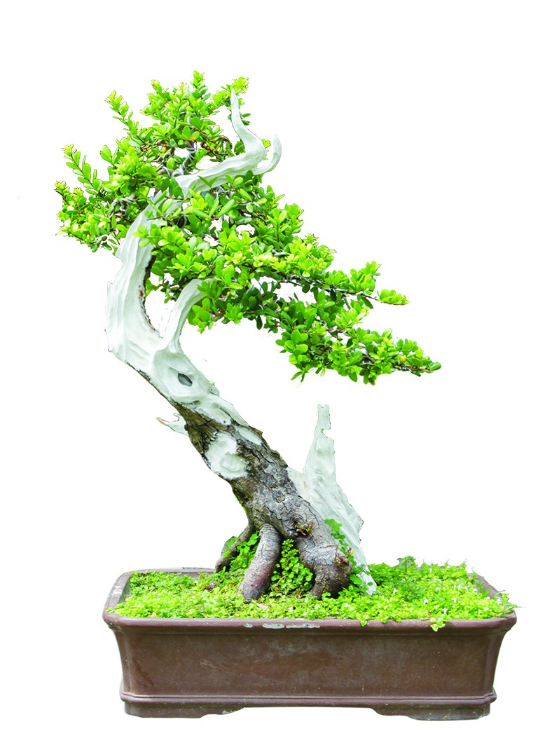 Hải châu: tài nguyên rừng vô giá