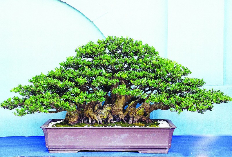 Hải châu: tài nguyên rừng vô giá
