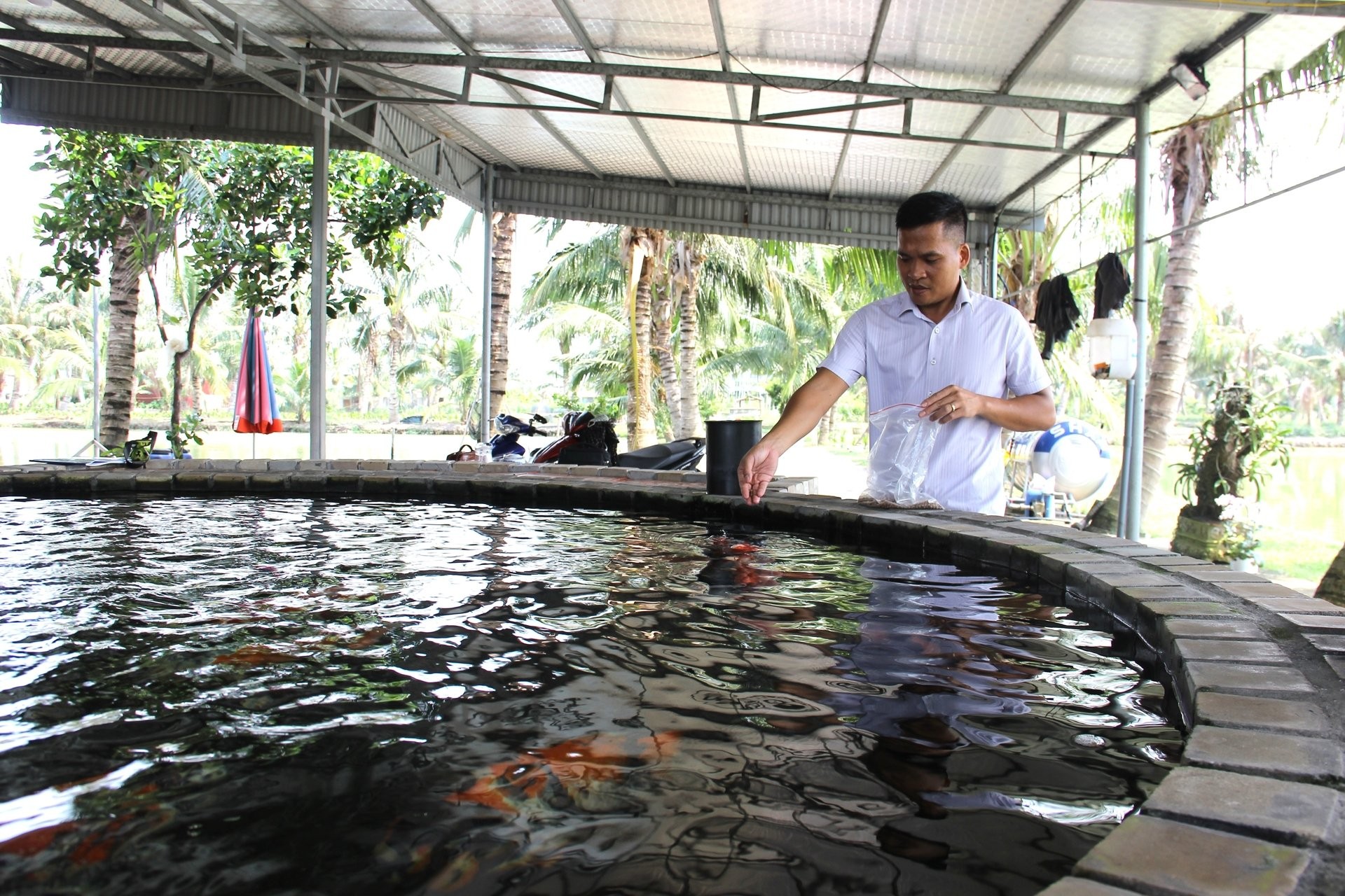 Nuôi cá Koi, gà chọi và sâu canxi, nông dân Hải Phòng thu 2 tỷ đồng mỗi năm