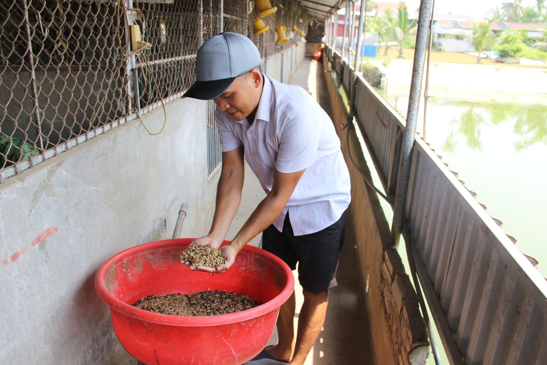 Nuôi cá Koi, gà chọi và sâu canxi, nông dân Hải Phòng thu 2 tỷ đồng mỗi năm