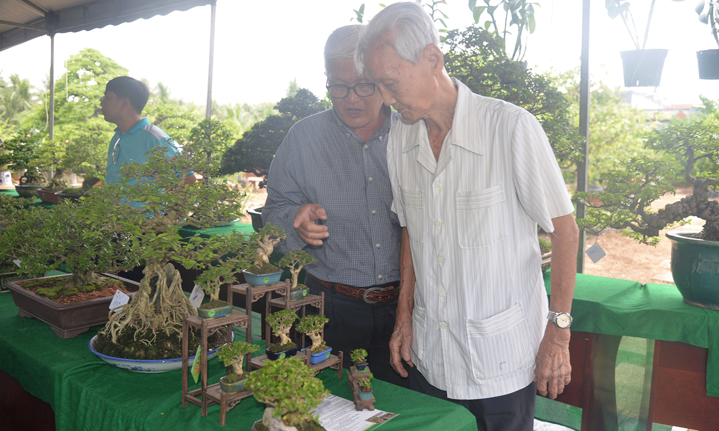Tinh hoa thu nhỏ: Bonsai mini Đồng Tháp làm say lòng người yêu cây