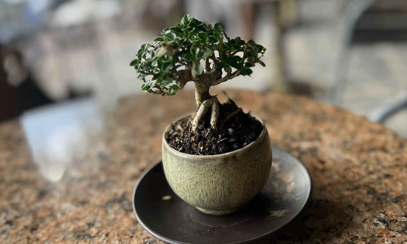 Tinh hoa thu nhỏ: Bonsai mini Đồng Tháp làm say lòng người yêu cây