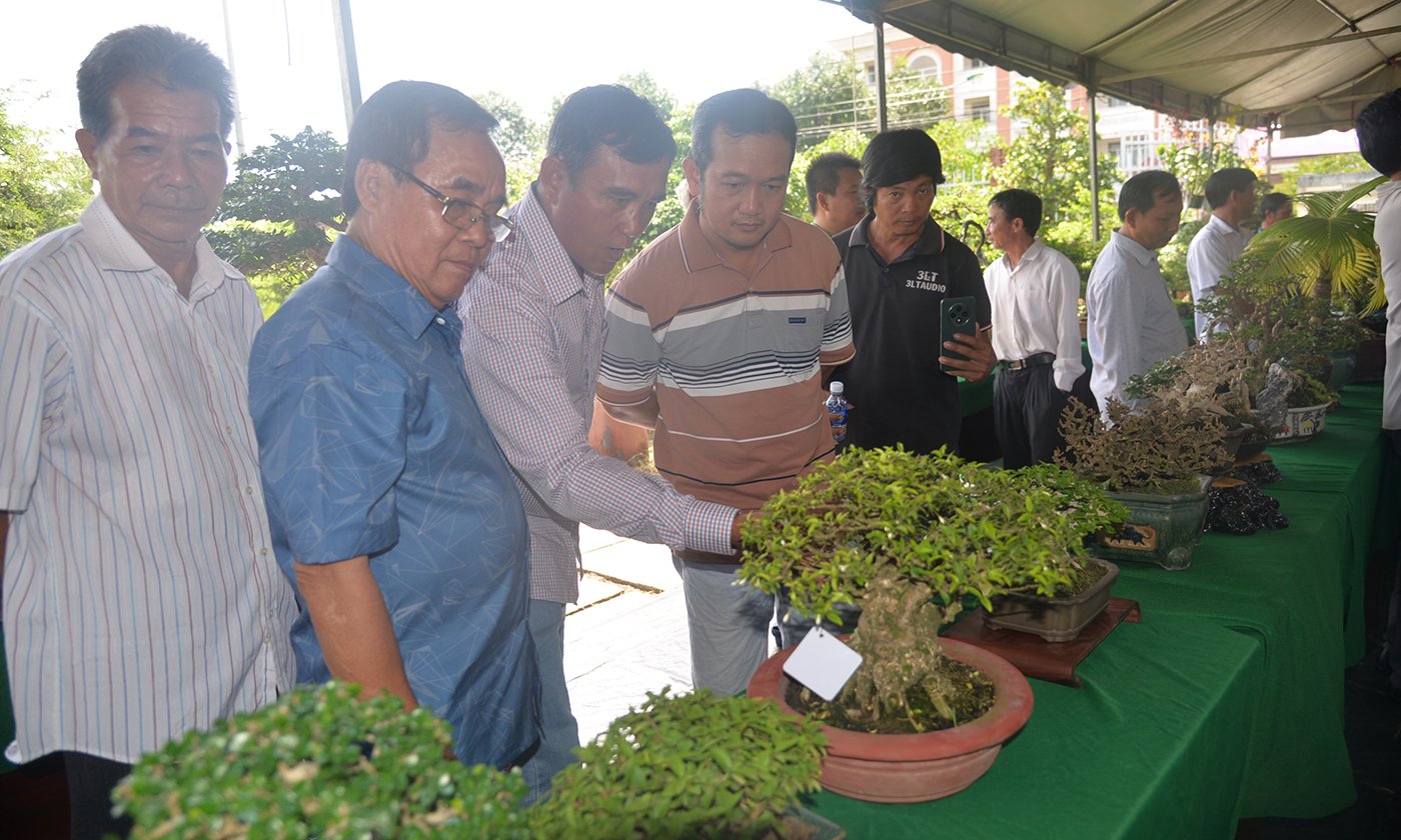 Tinh hoa thu nhỏ: Bonsai mini Đồng Tháp làm say lòng người yêu cây